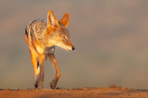 Black-backed Jackle