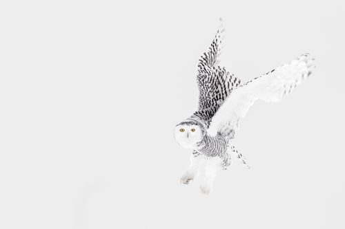 Snowy Owl Photograph by Joshua Holko