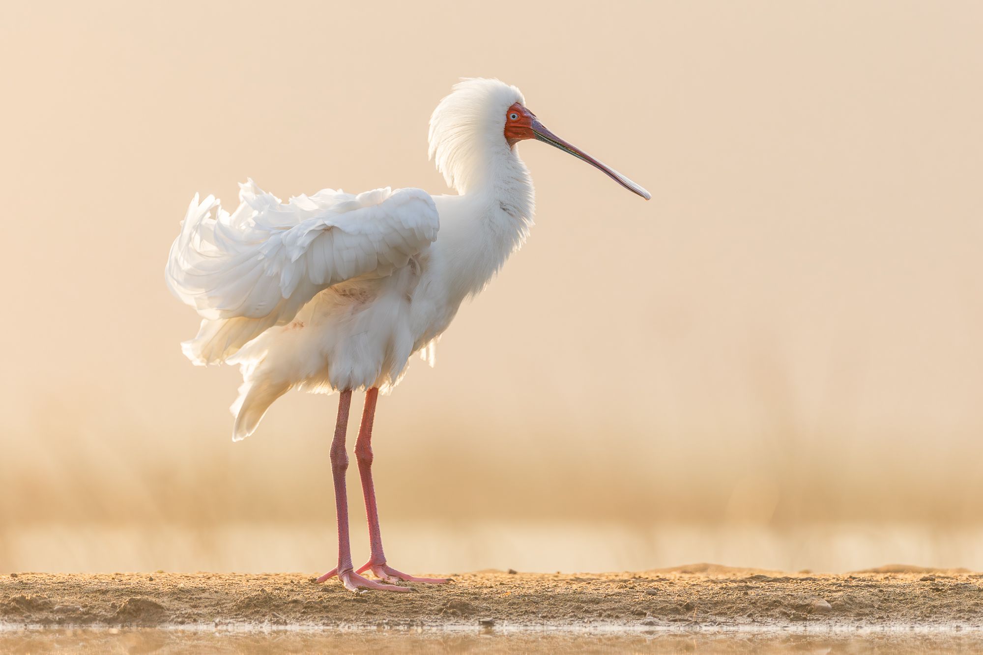 Spoonbill