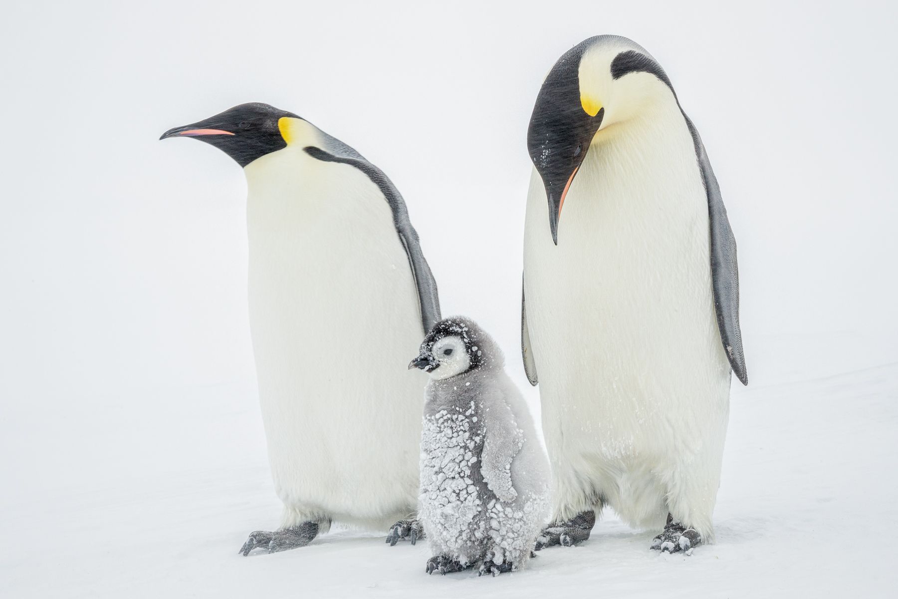 Emperor Penguin