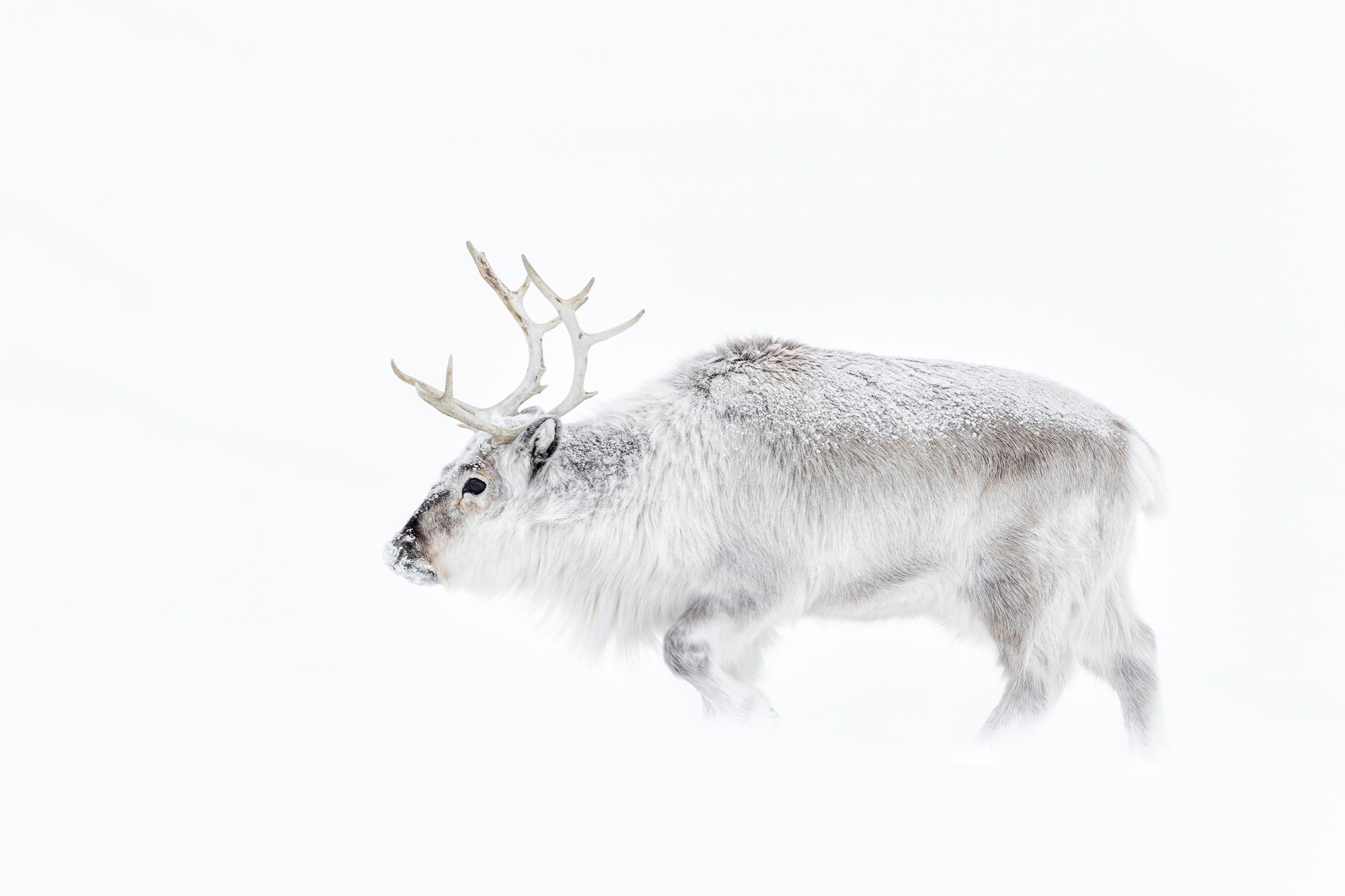 Reindeer in Svalbard