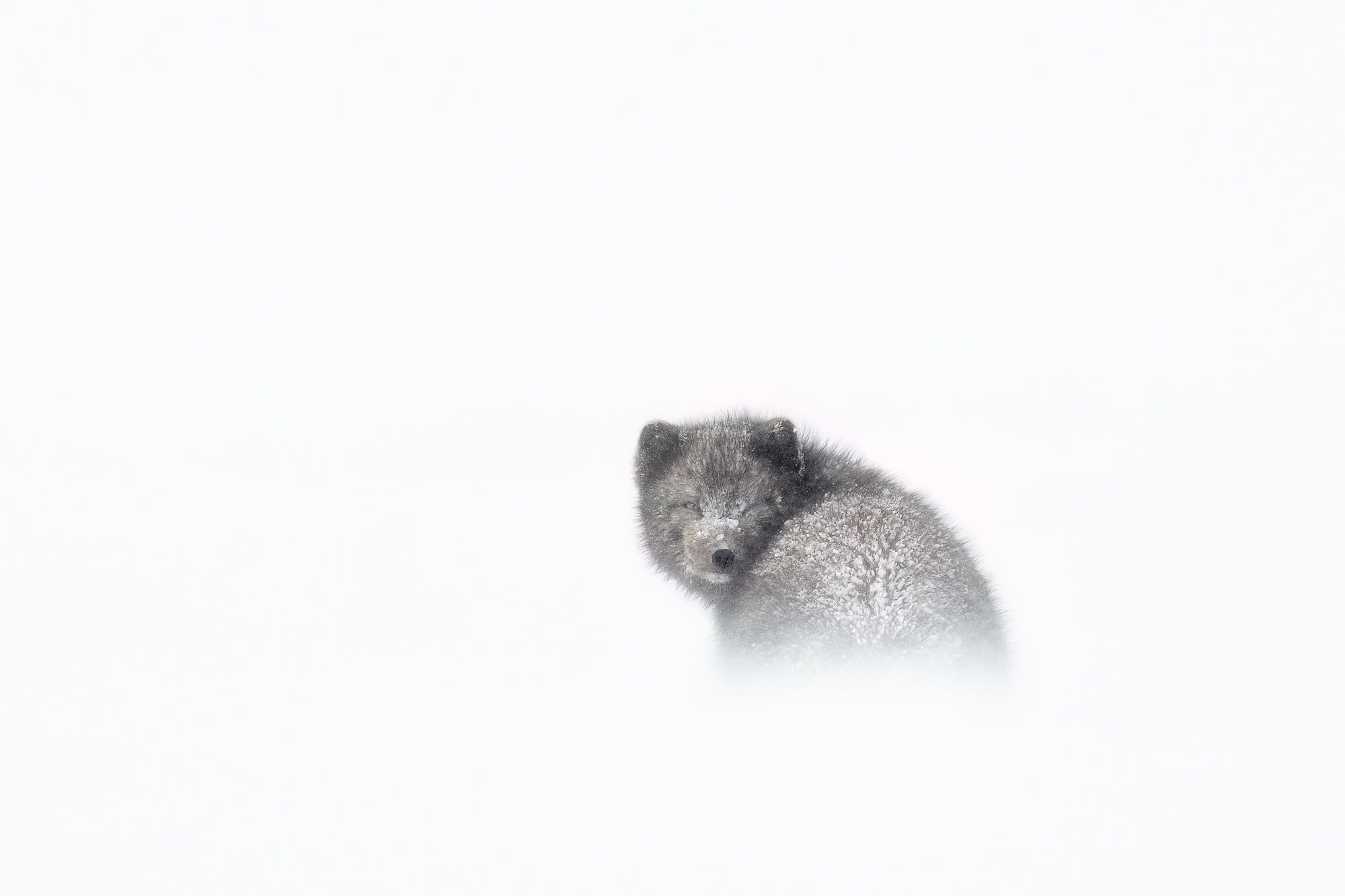Blue Morph Arctic Fox