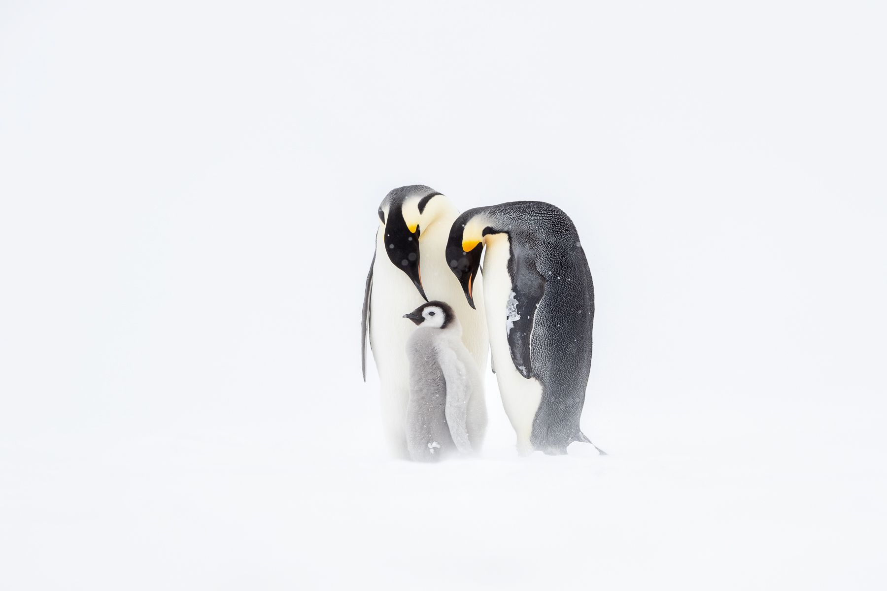 Emperor Penguin
