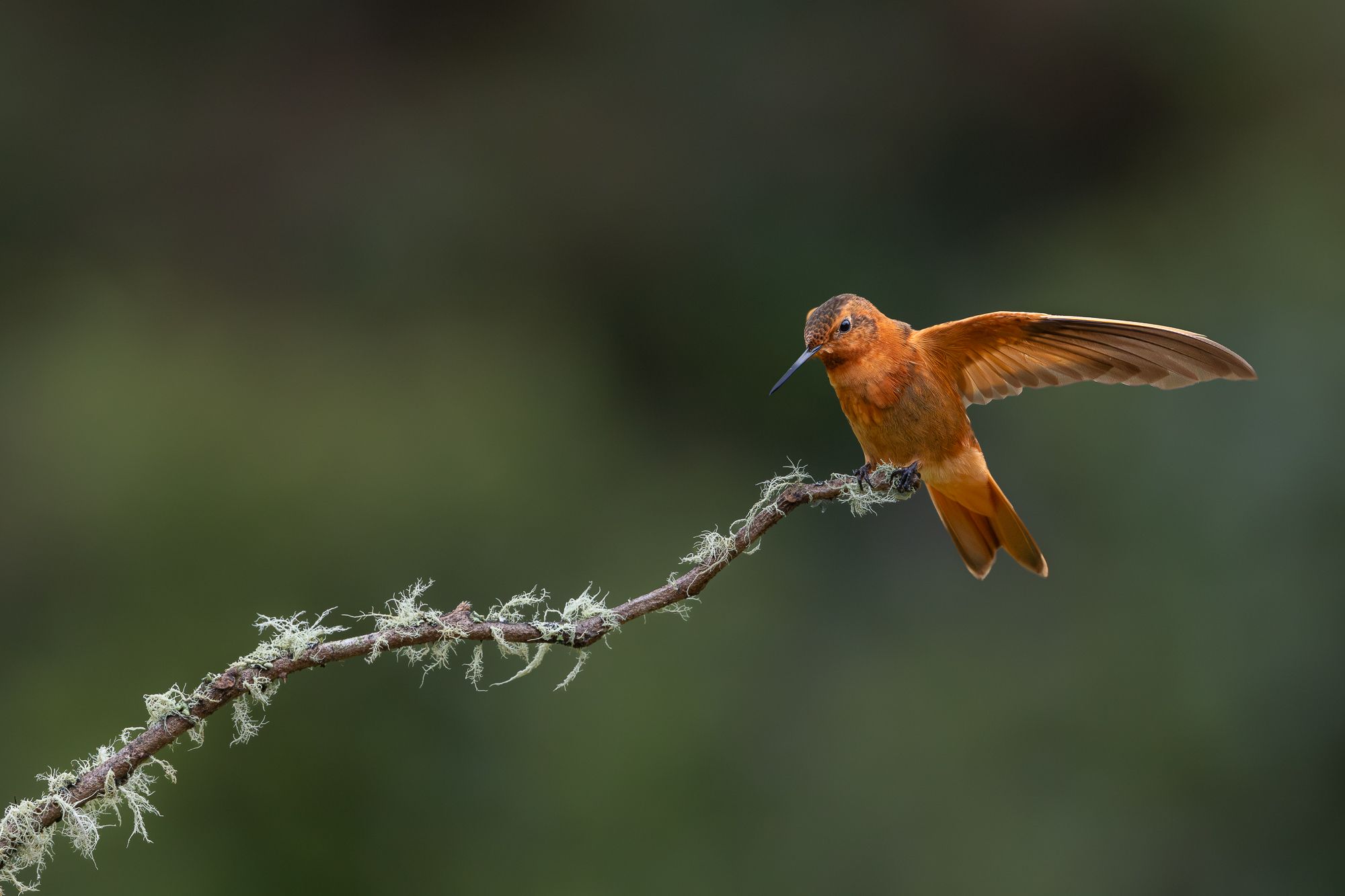 Hummingbird