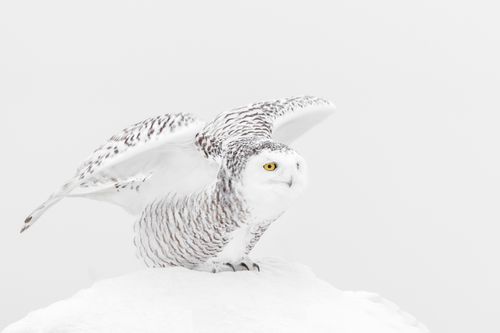 Snowy Owl Photograph by Joshua Holko