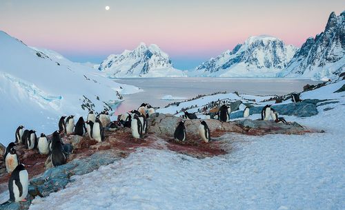 9_1midnight_penguins_antarctica.jpg