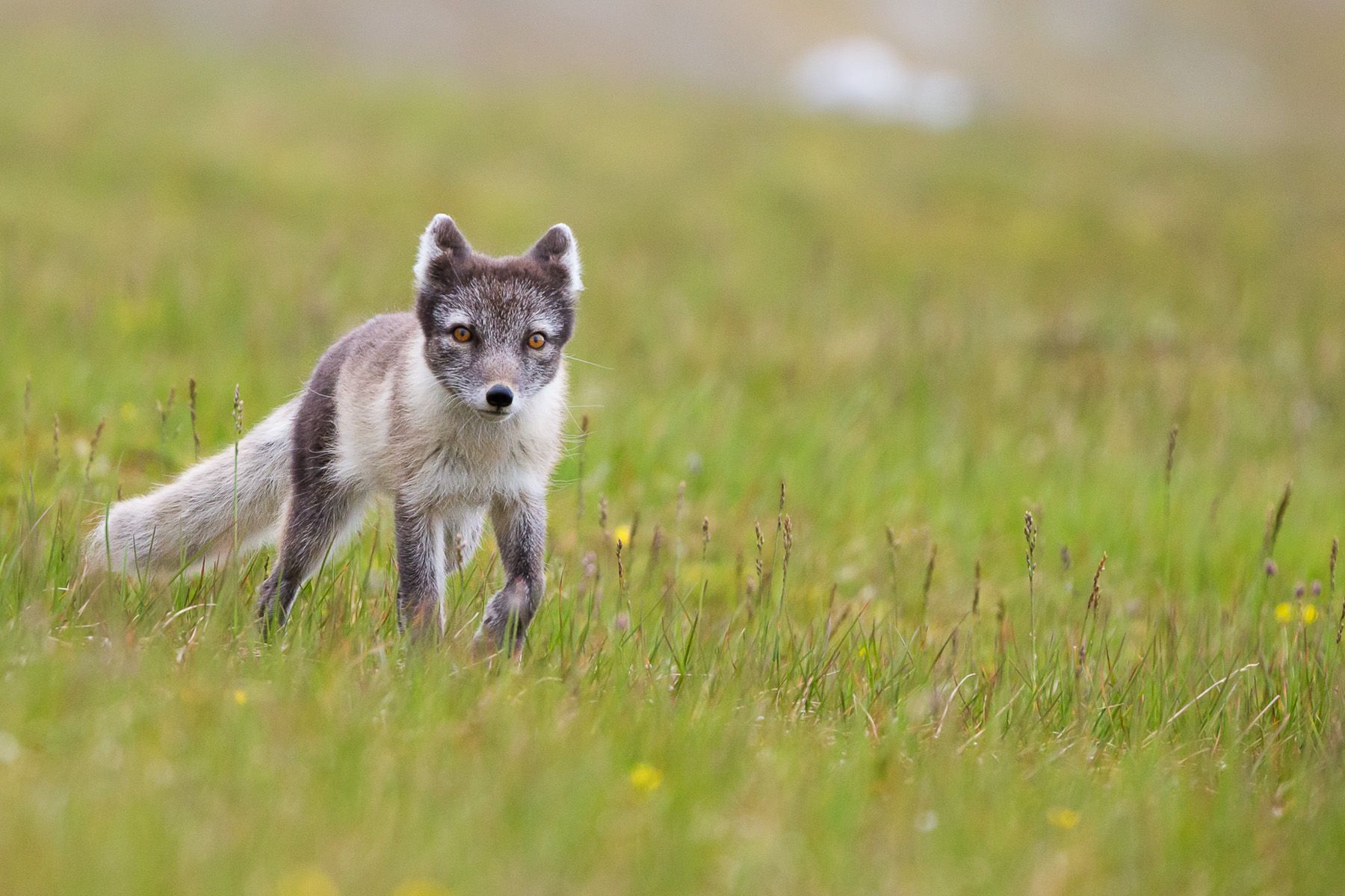 Wild Nature Photo Travel | SVALBARD - Wild Nature Photo Travel