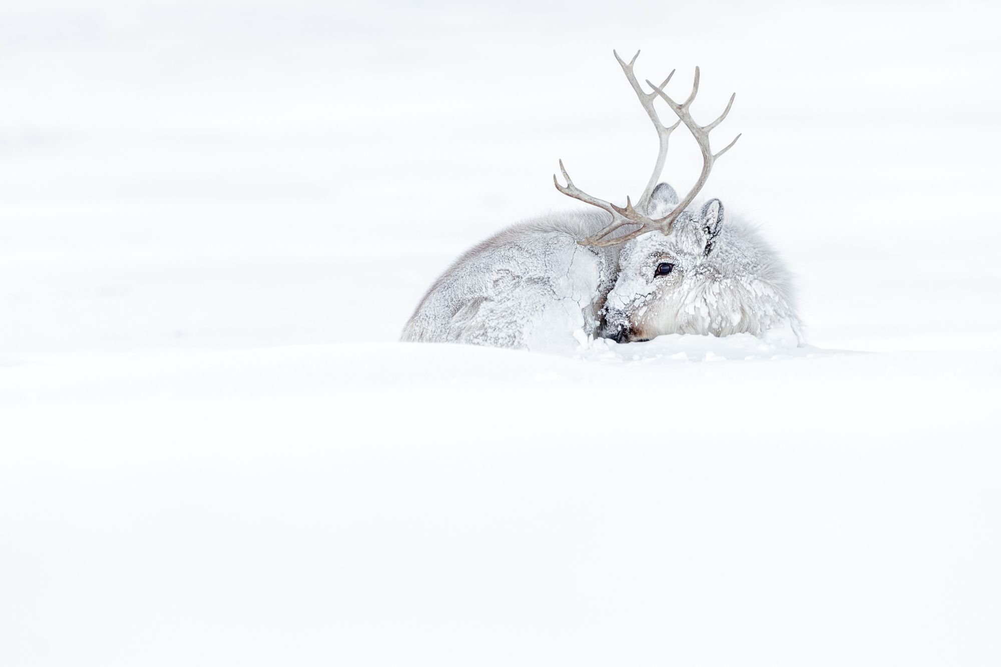 Reindeer in Snow in the Arctic