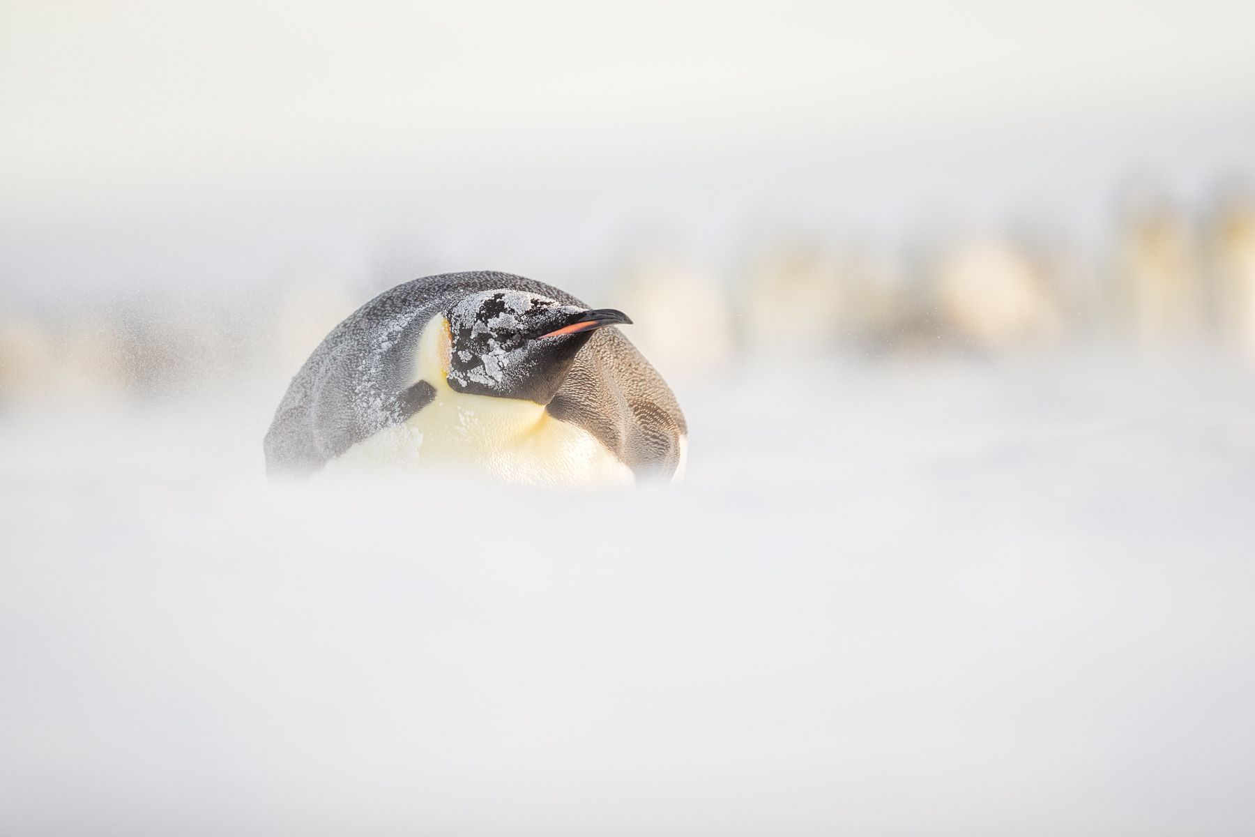 Emperor Penguin