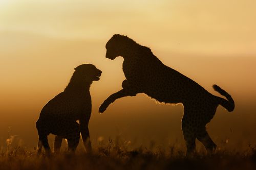 Cheetah Brothers