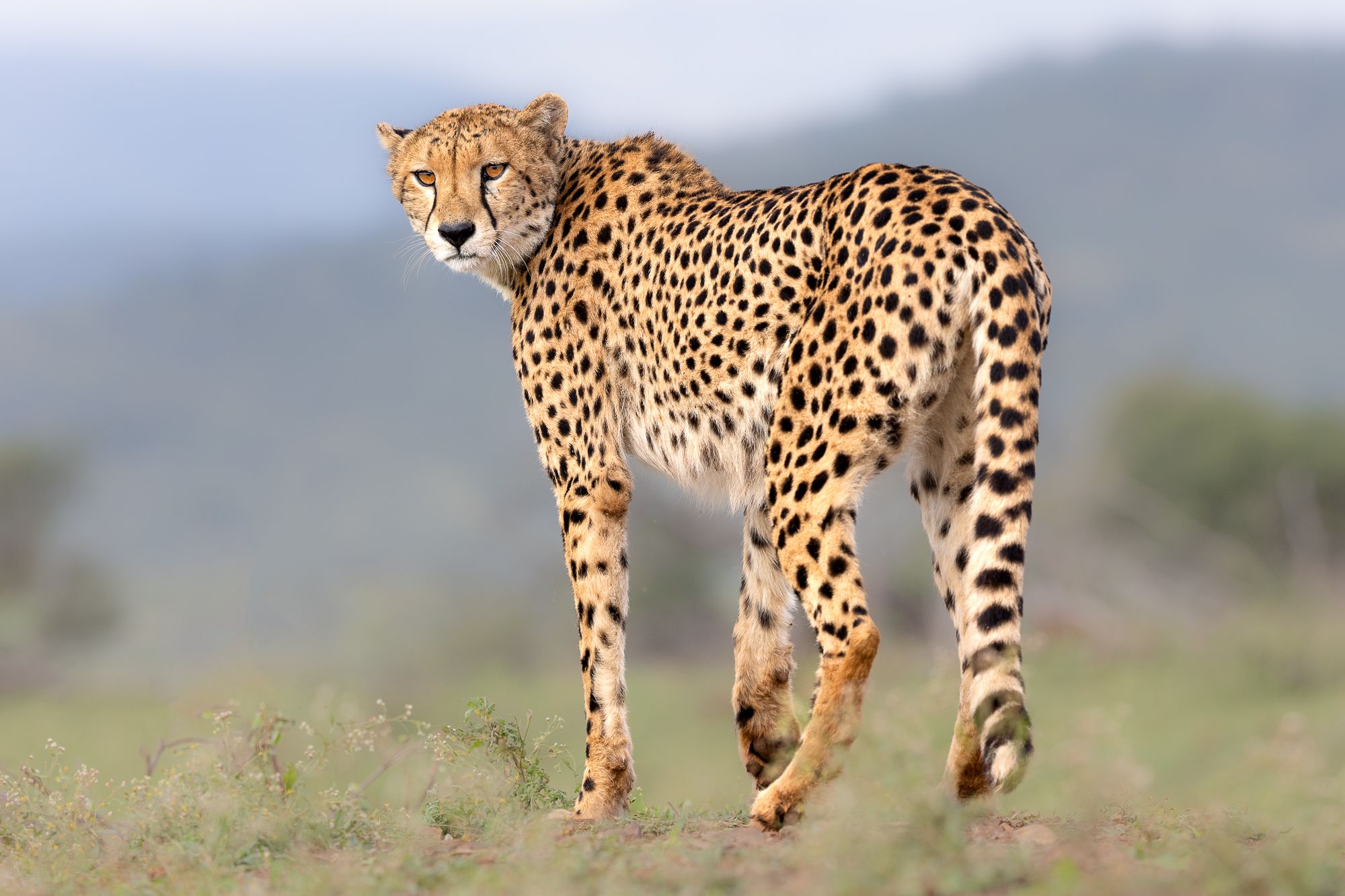 Cheetah South Africa