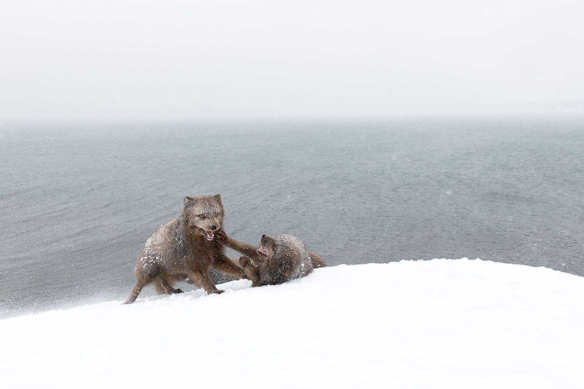 Blue Morph Arctic Fox