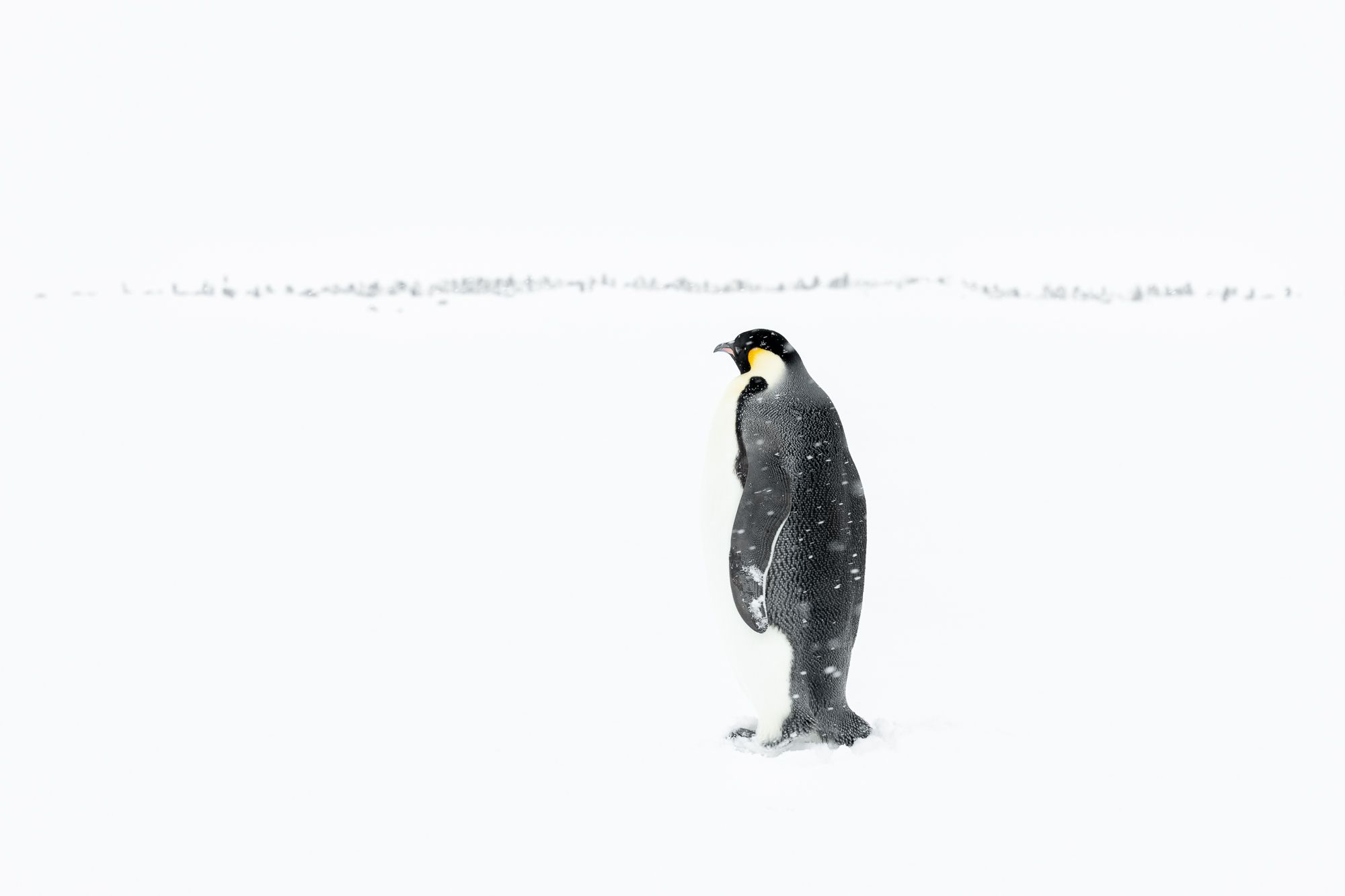 Emperor Penguin Antarctica