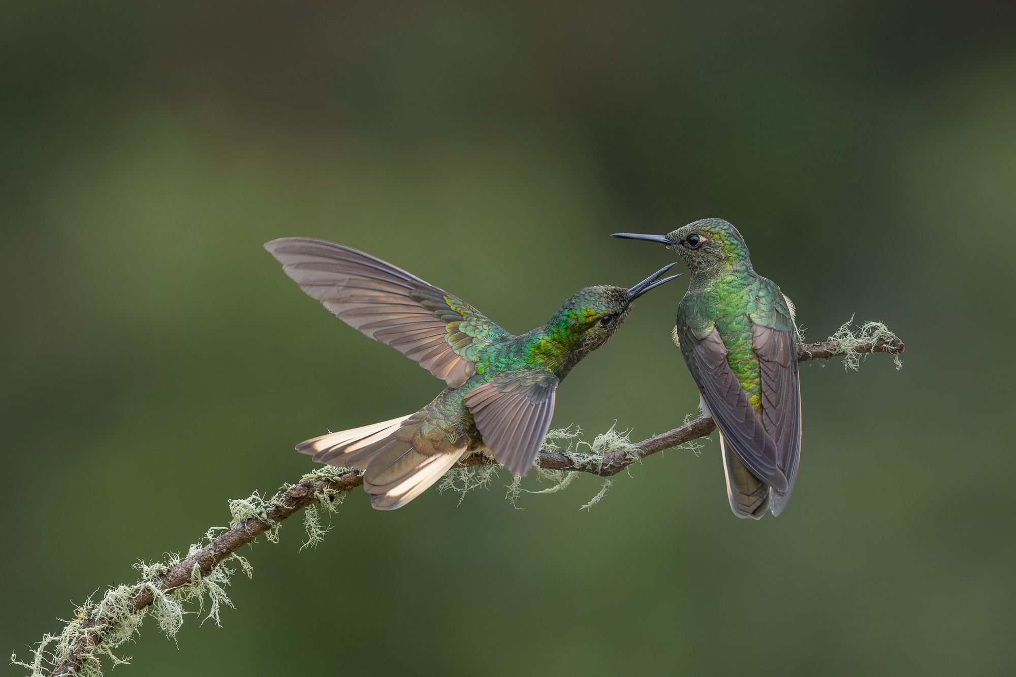 Hummingbirds