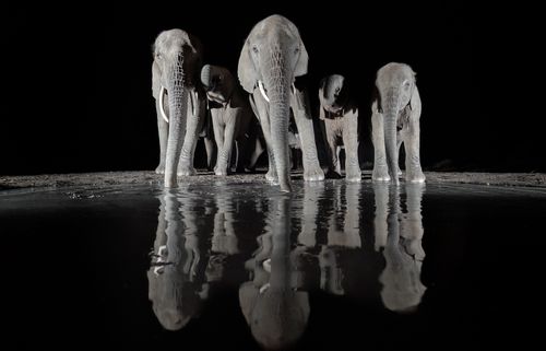 Elephant Family at Waterhole