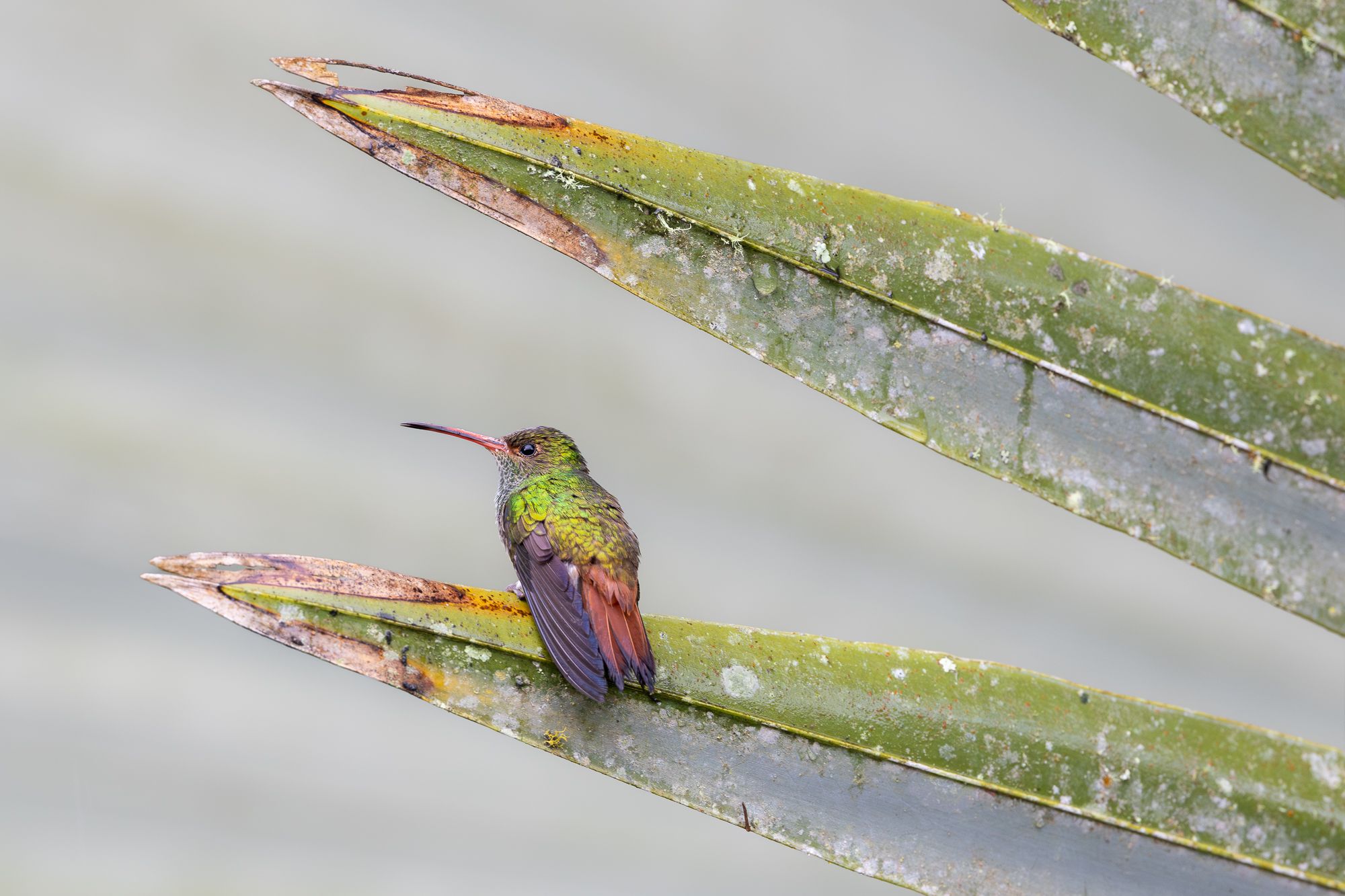Hummingbird in Colombia 