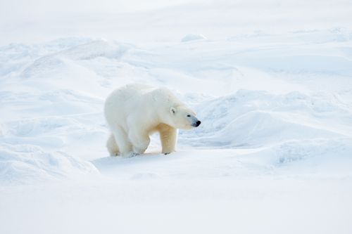 Polar Bear