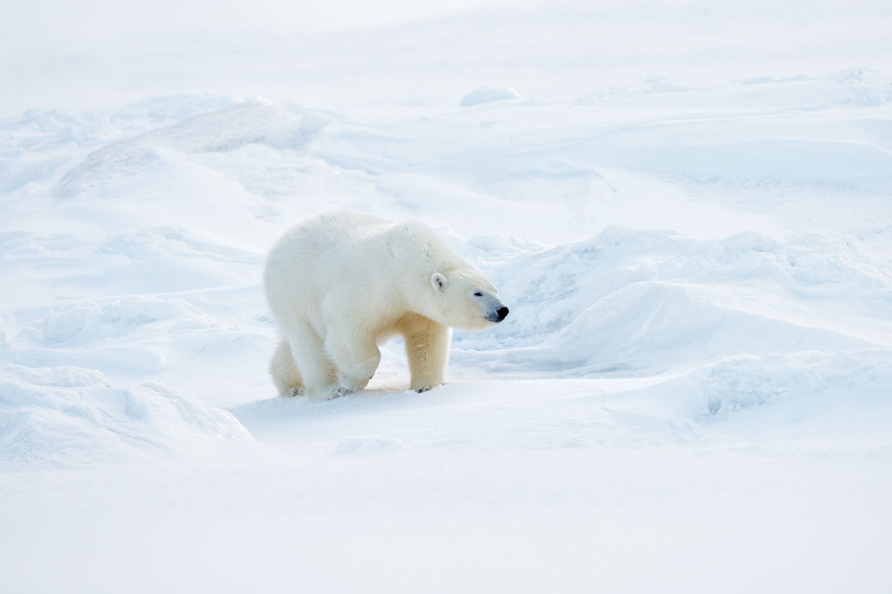 Polar Bear