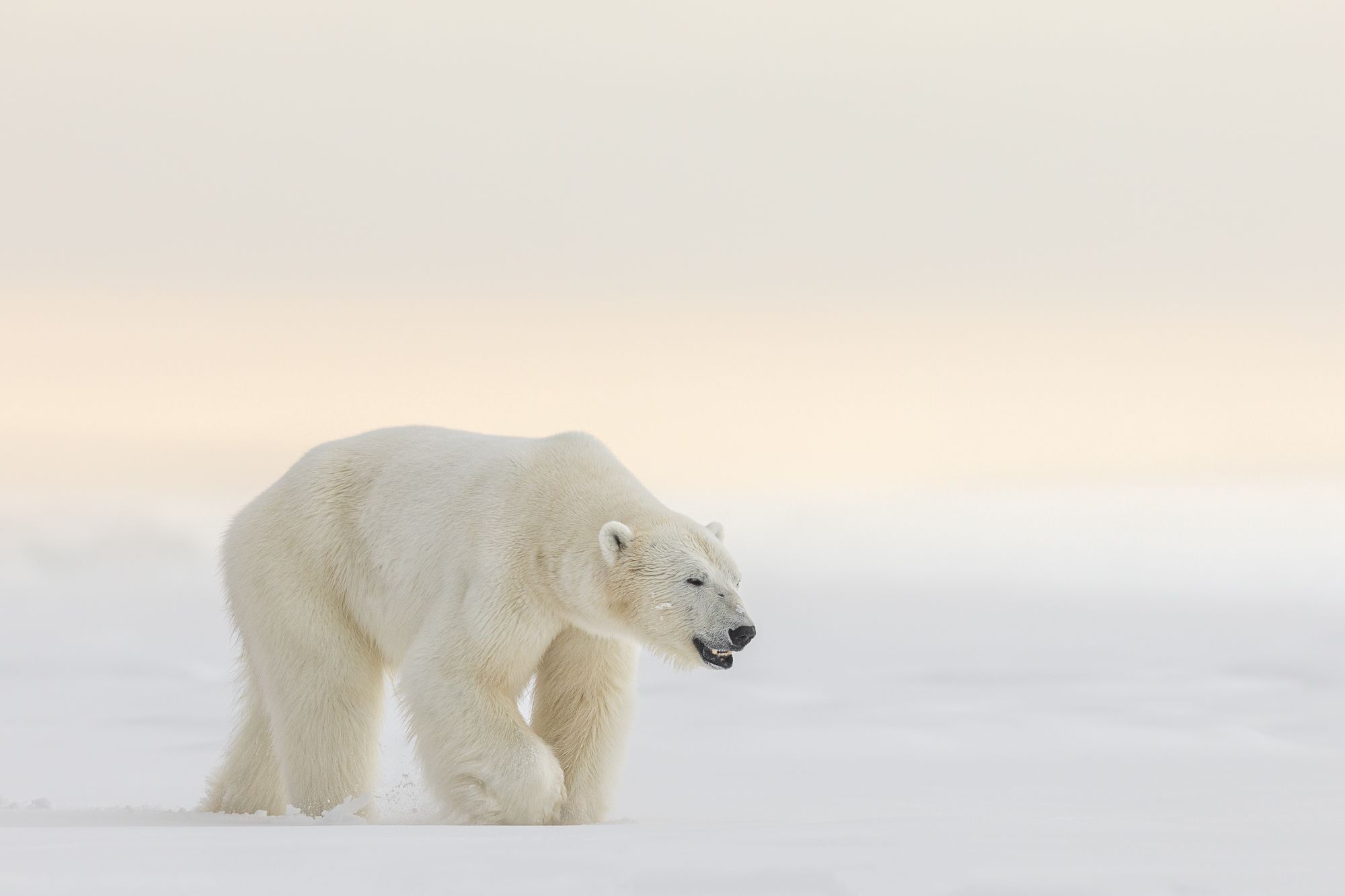 Polar Bear