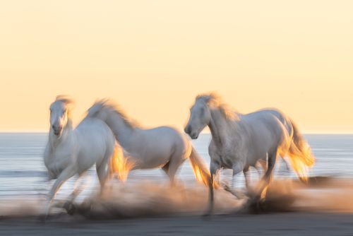 White Horses of the Camargue