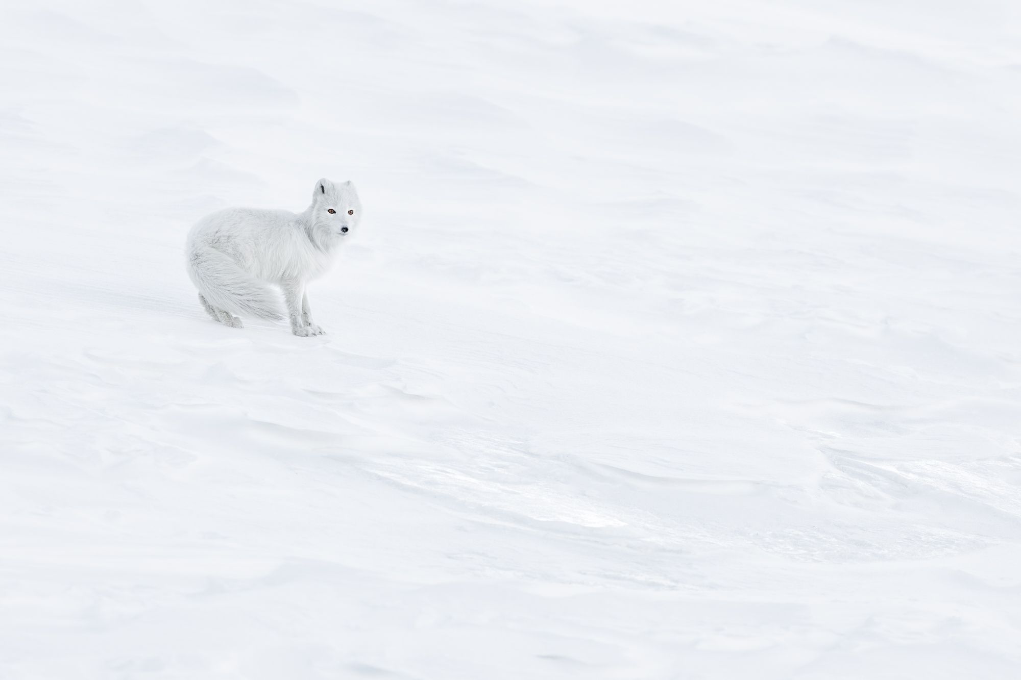 White Morph Arctic Fox