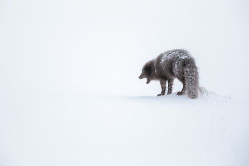 Arctic Fox Photography by Joshua Holko Arctic-1.jpg