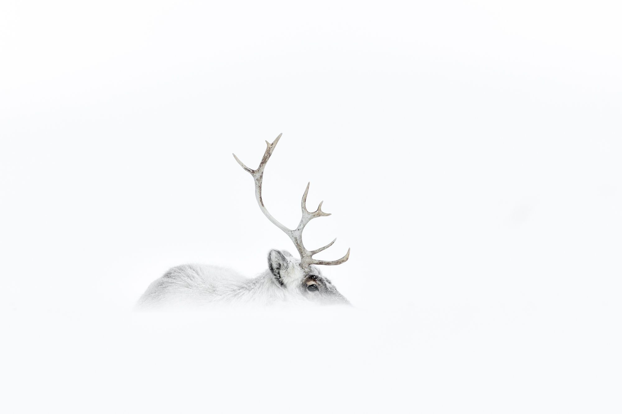 Reindeer in Snow in the Arctic