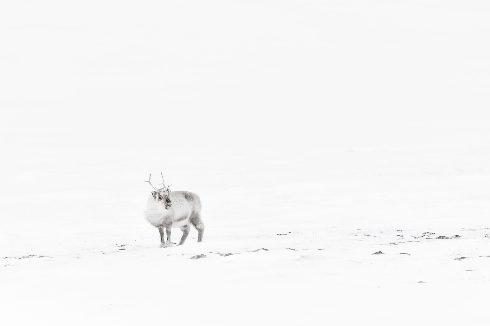 Reindeer in Snow in the Arctic