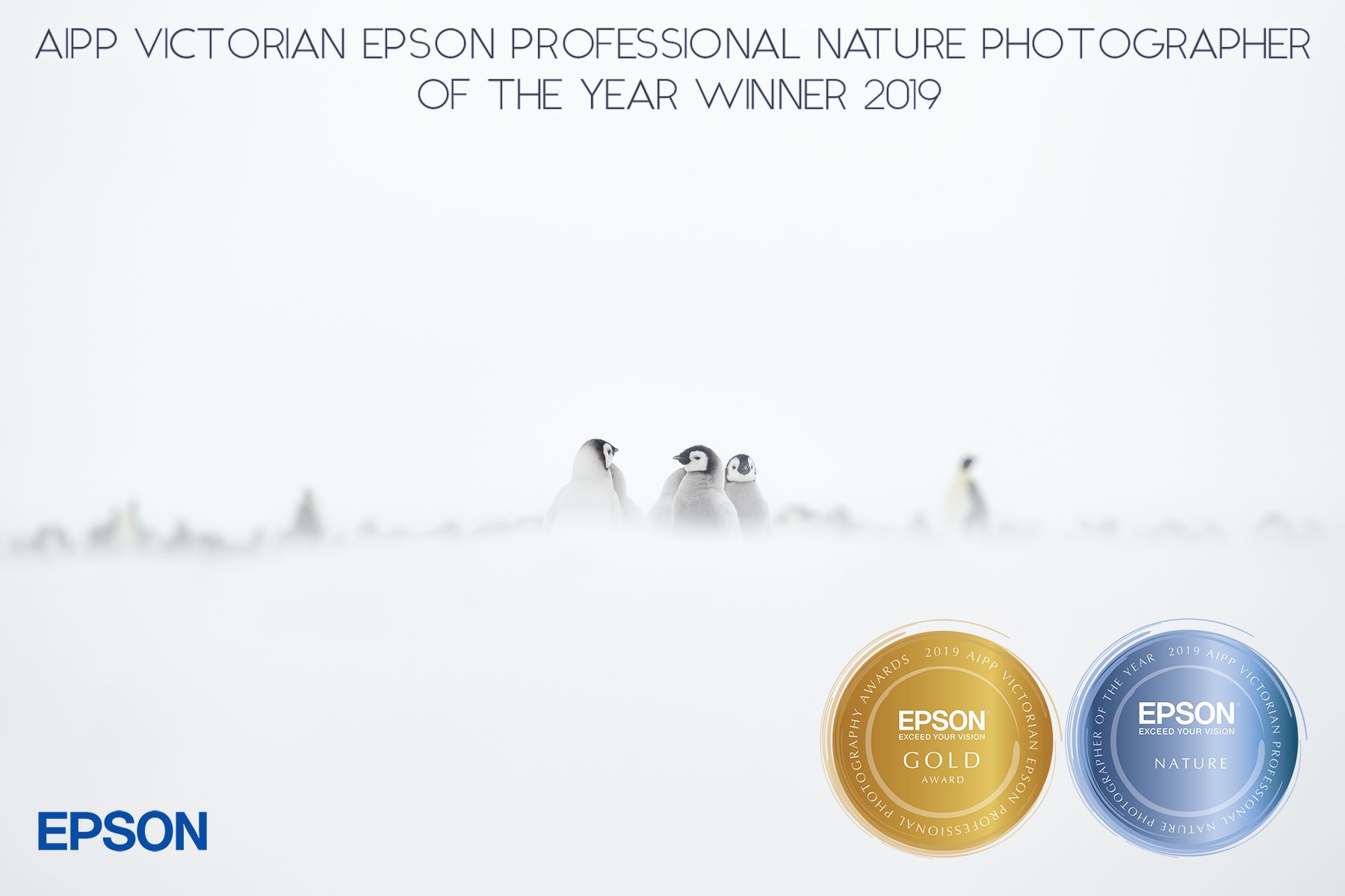 Emperor Penguins in Snow