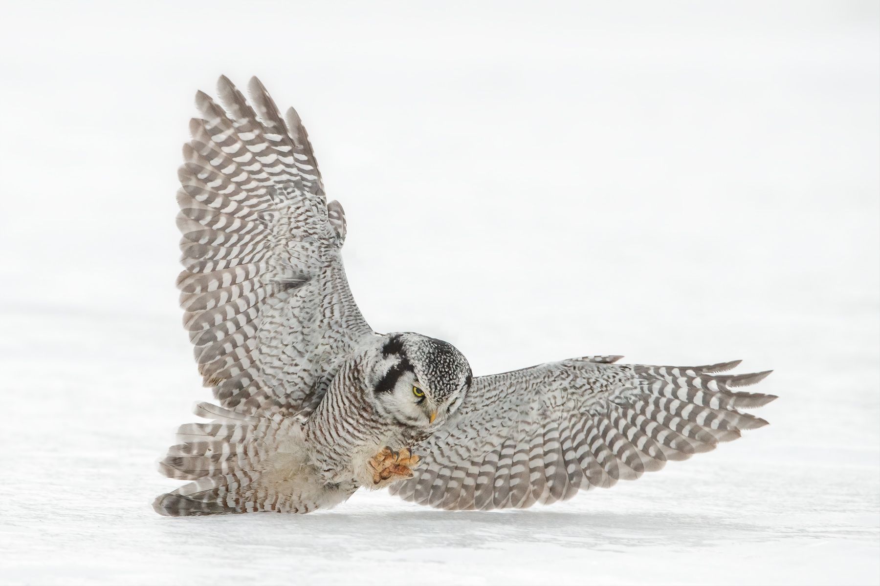 Hawk Owl in Finland