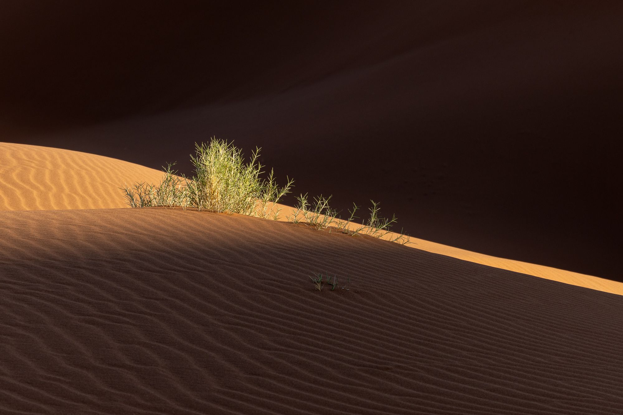 Dune Survivor