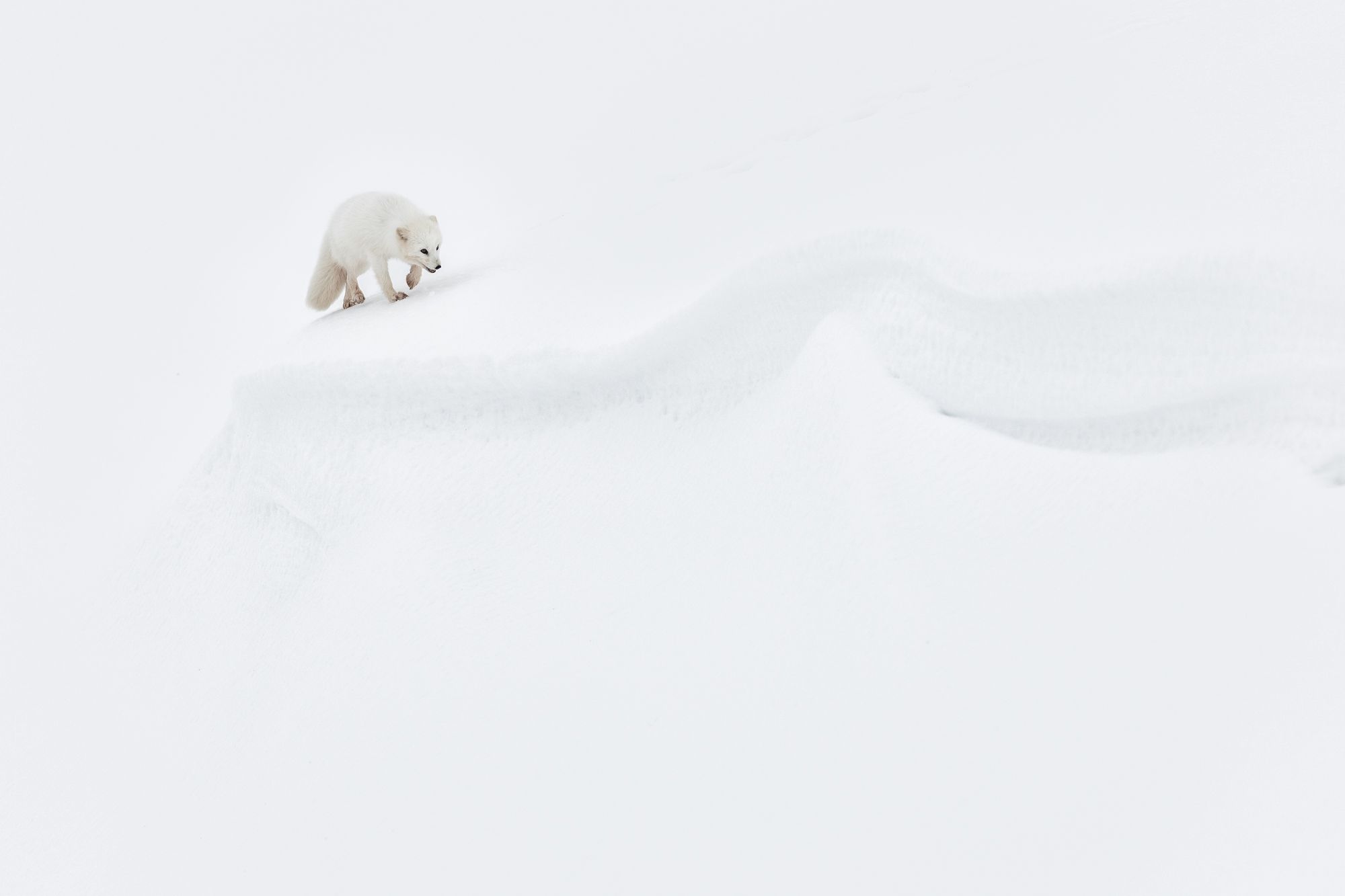 White Morph Arctic Fox