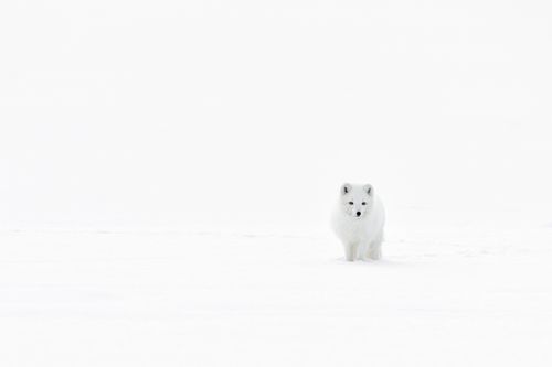 Arctic Fox Ellesmere Island