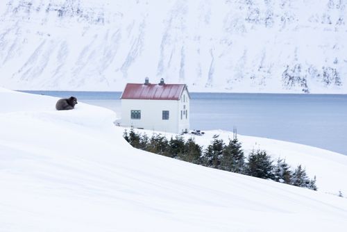 Arctic Fox on Watch