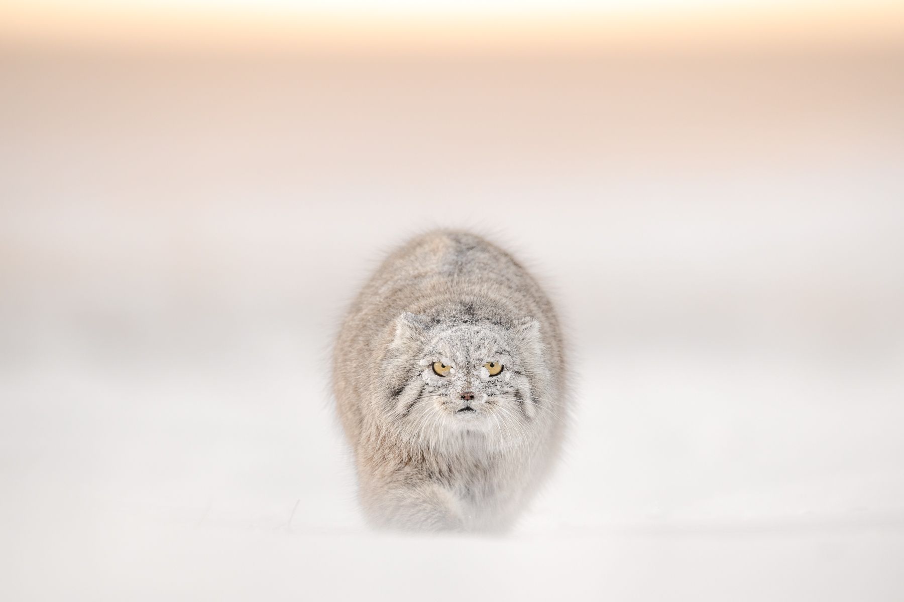 Pallas Cat in Snow in Winter in Mongolia