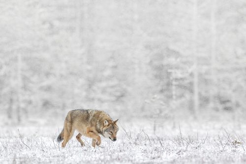 finlandwinter-11-holko.jpg