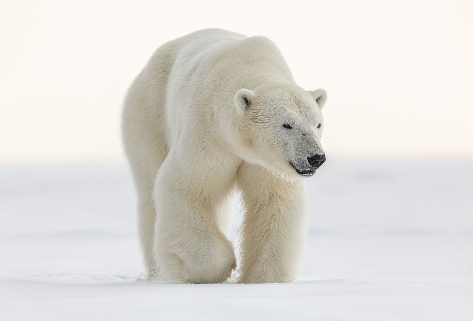 Polar Bear on Sea Ice Polar Bear