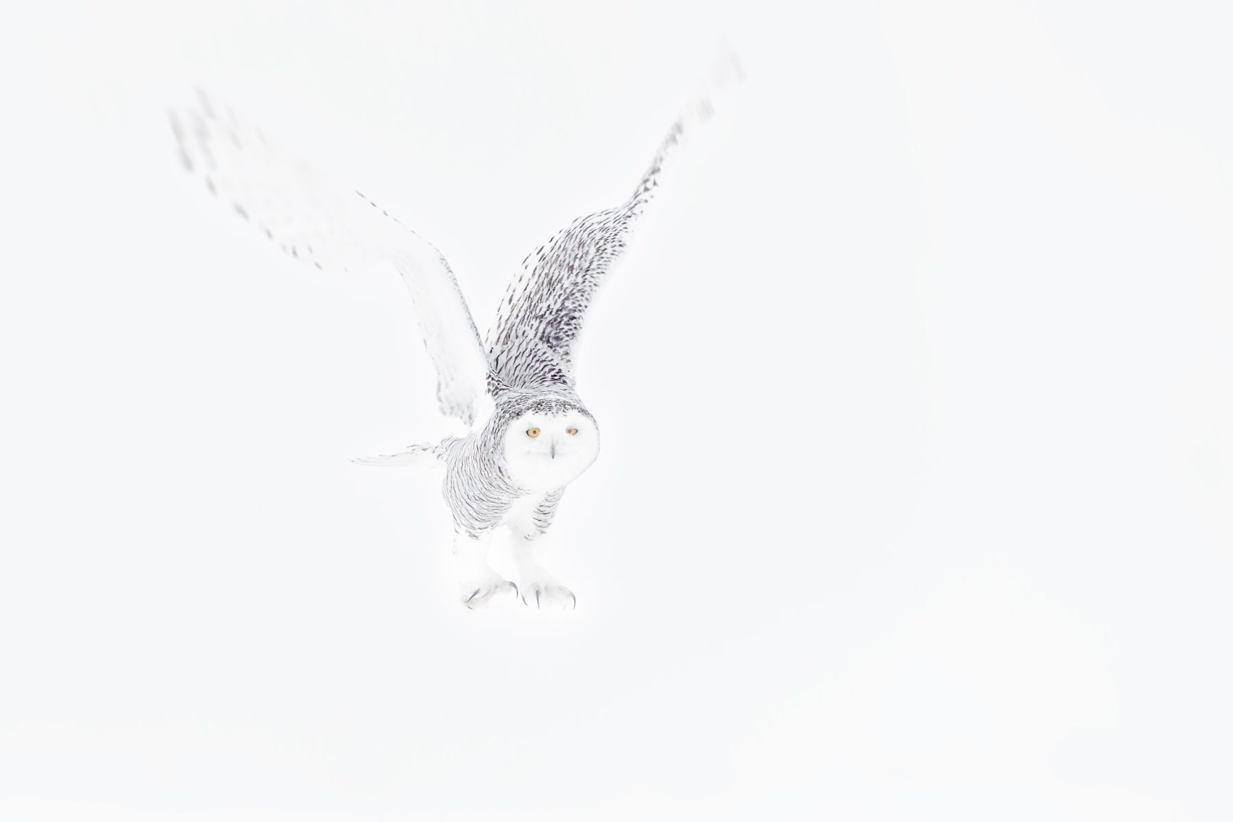 Snowy Owl Photograph by Joshua Holko