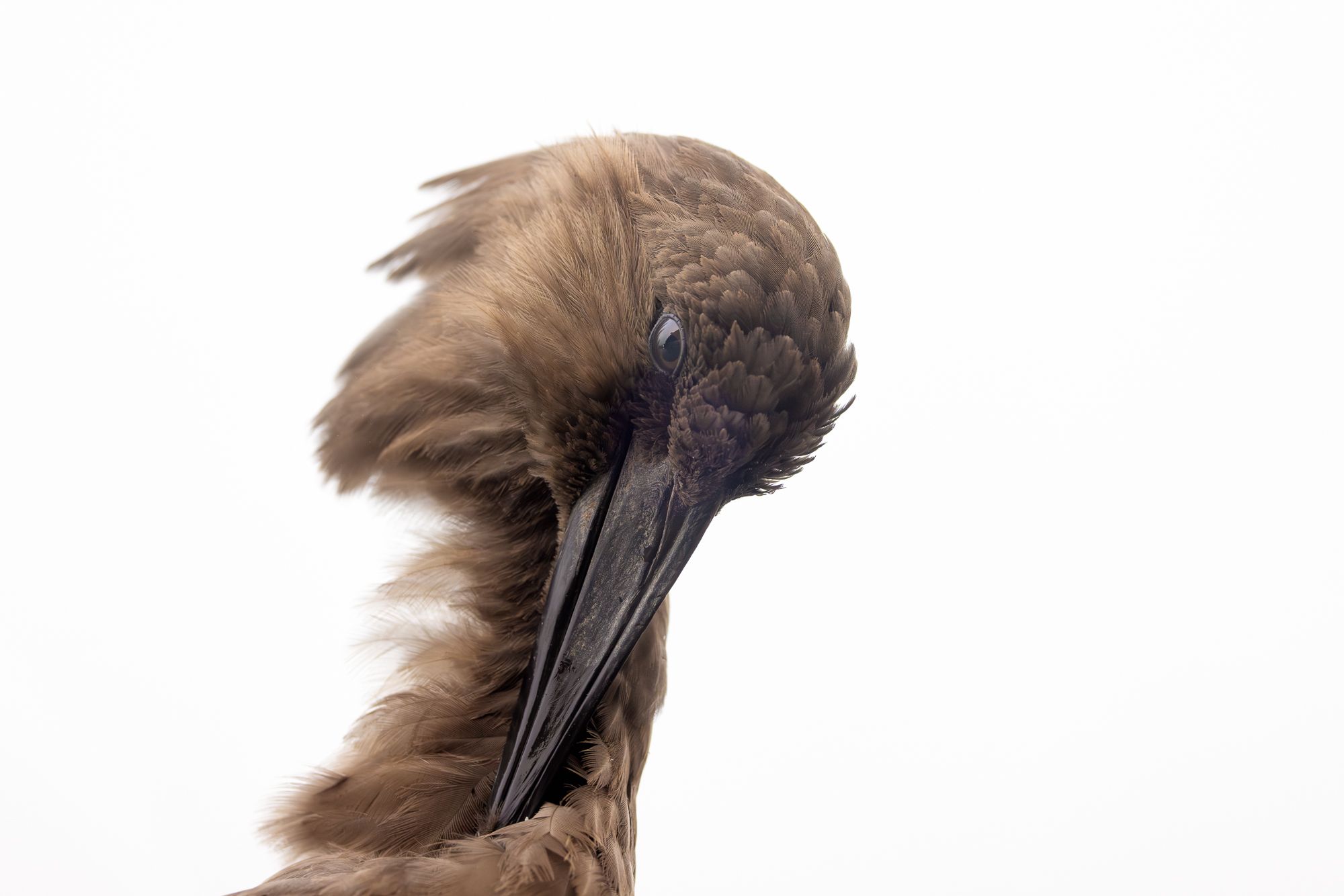 Hammerkop