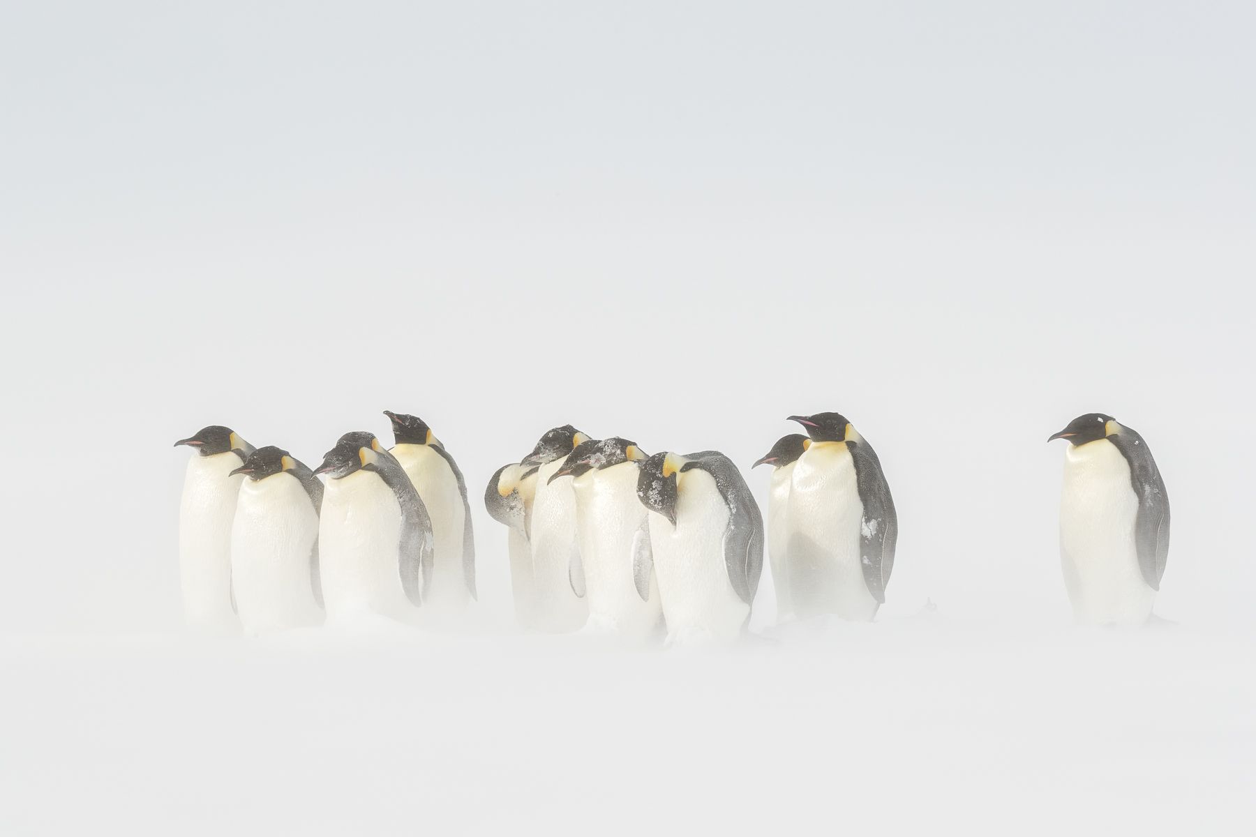 Emperor Penguin