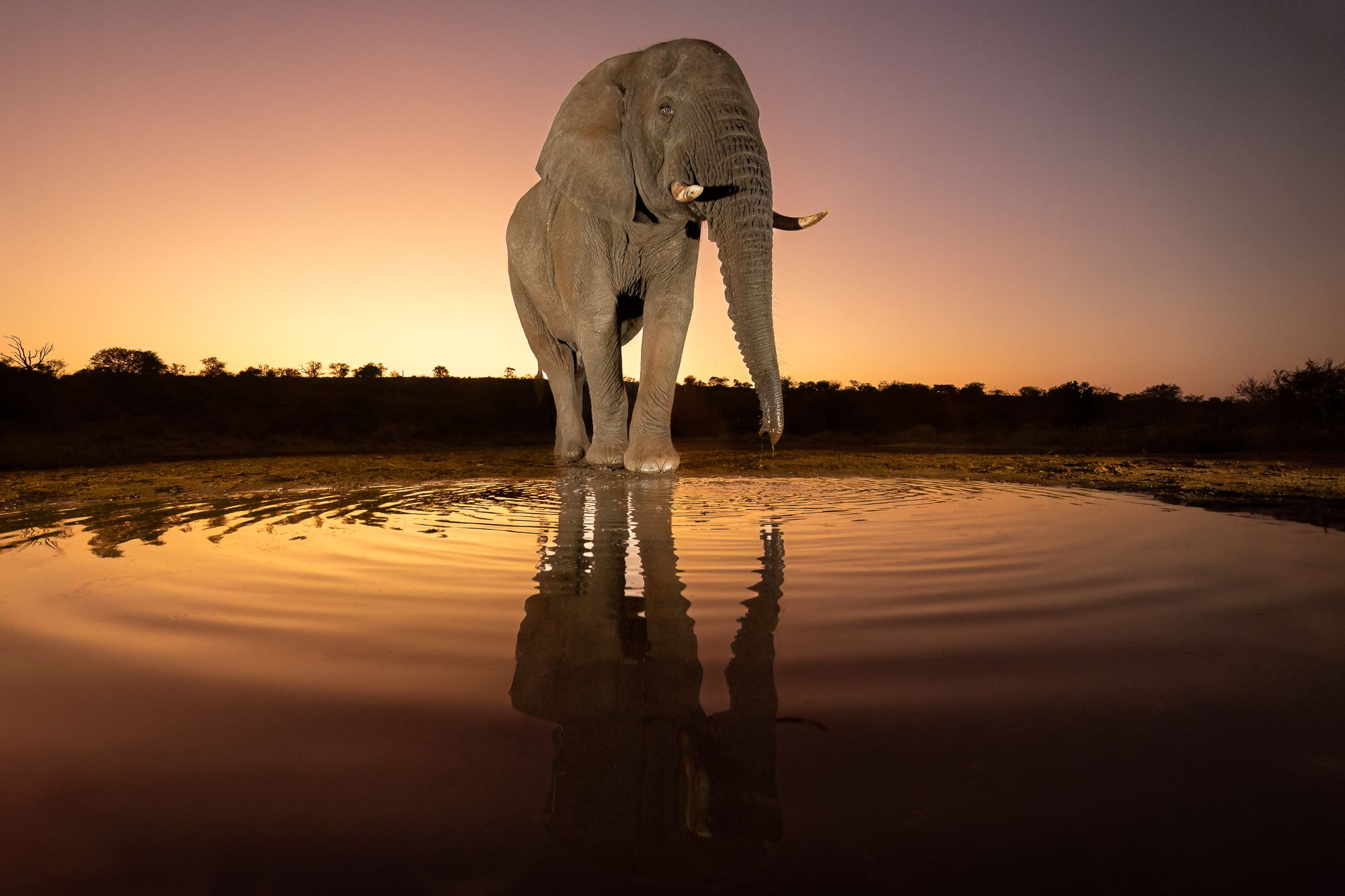 Elephant Drinking at Sunrise