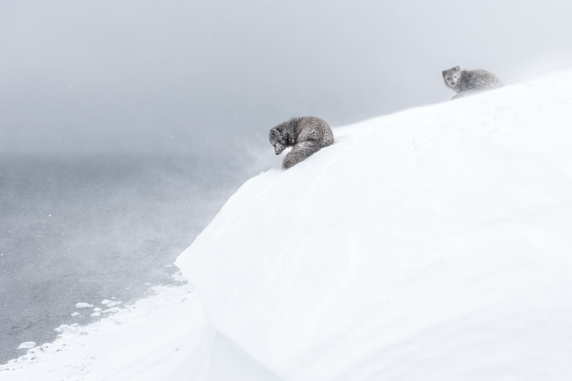Blue Morph Arctic Fox