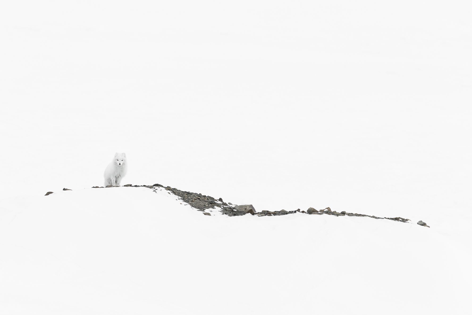 White Morph Arctic Fox
