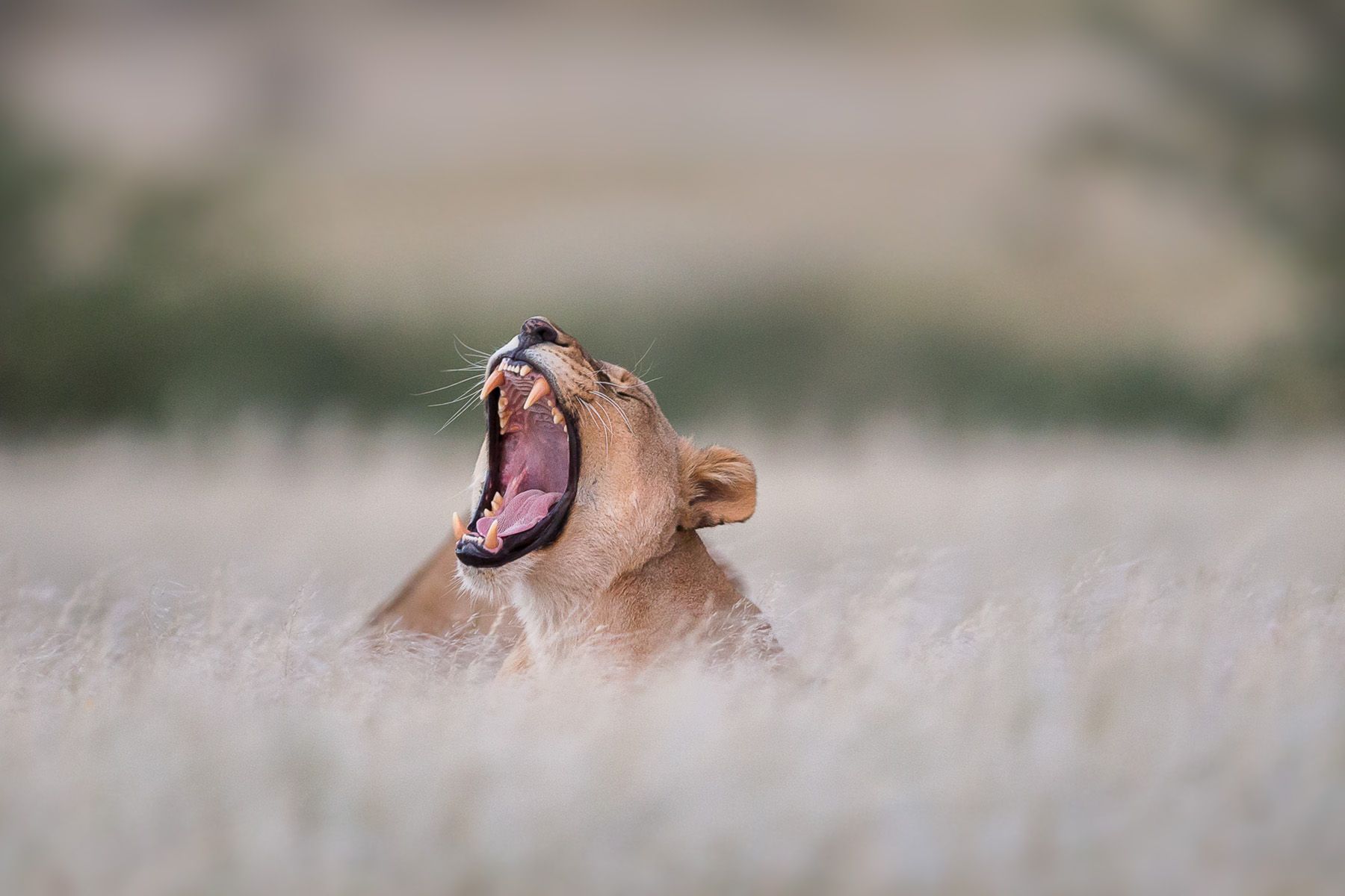 Africa Photography by Joshua Holko