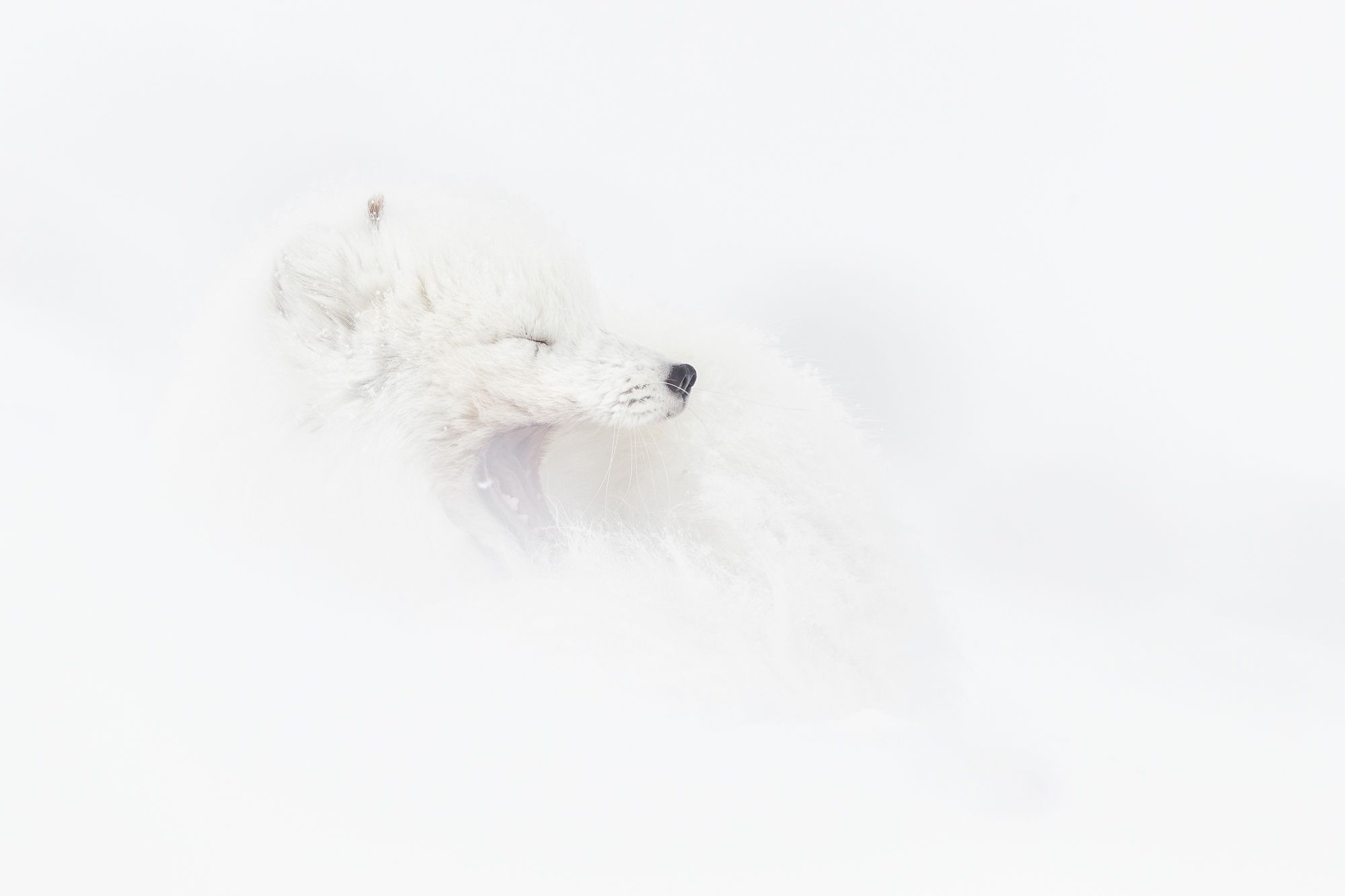 White Morph Arctic Fox