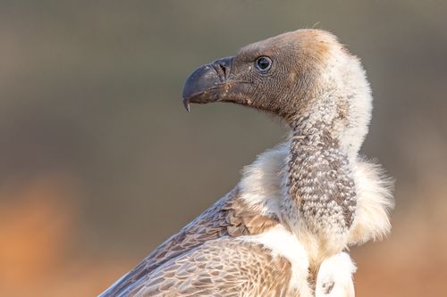 White Backed Vulture