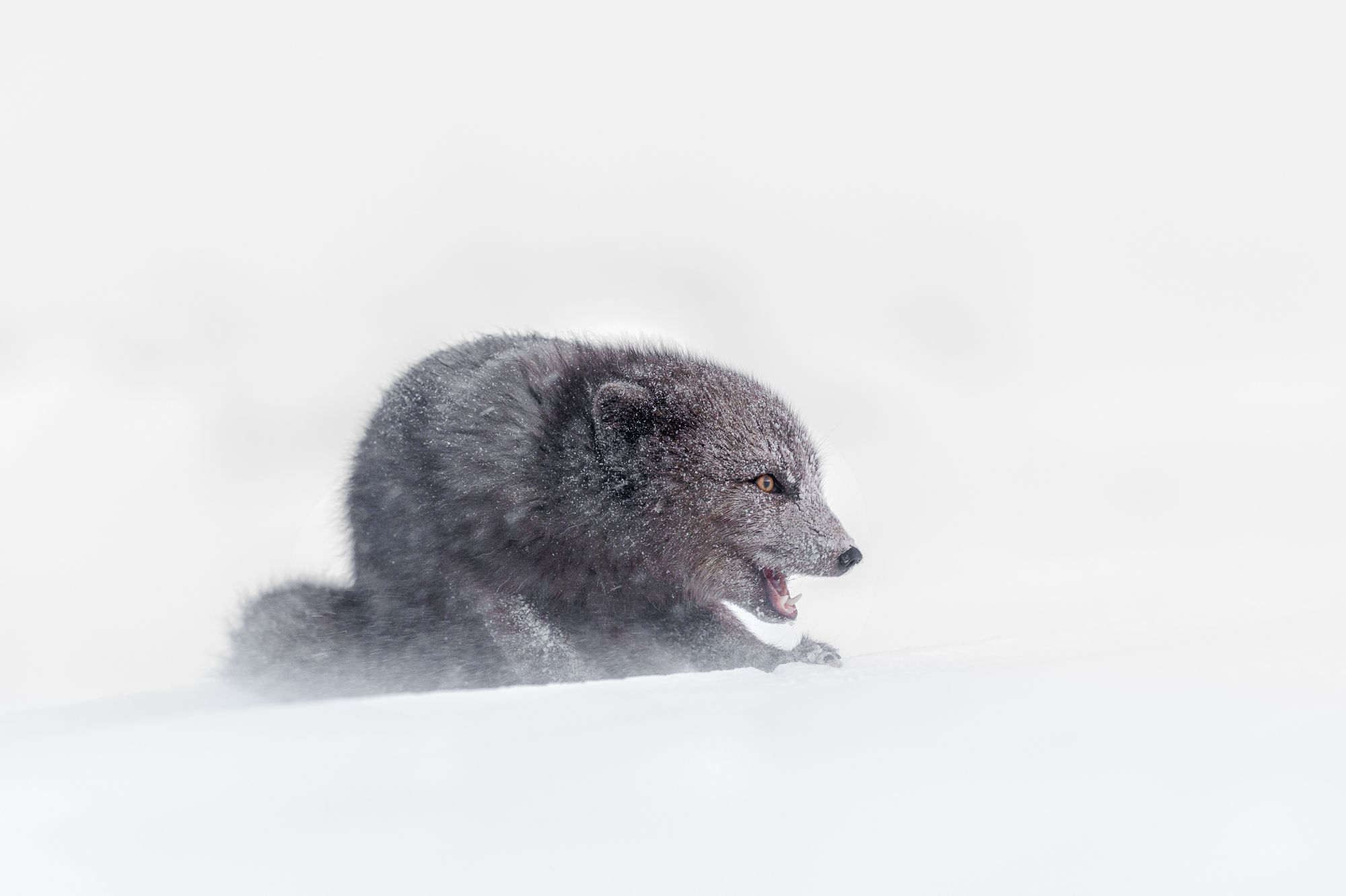Blue Morph Arctic Fox