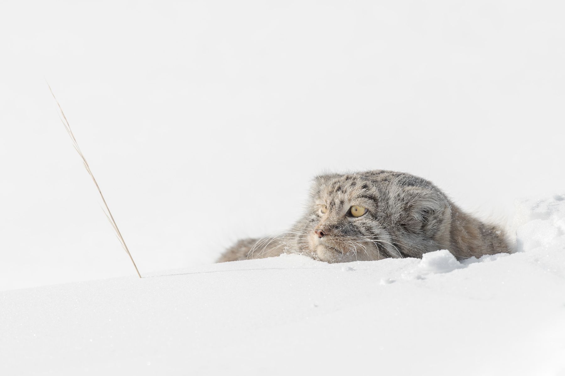 Pallas Cat in Snow in Winter in Mongolia