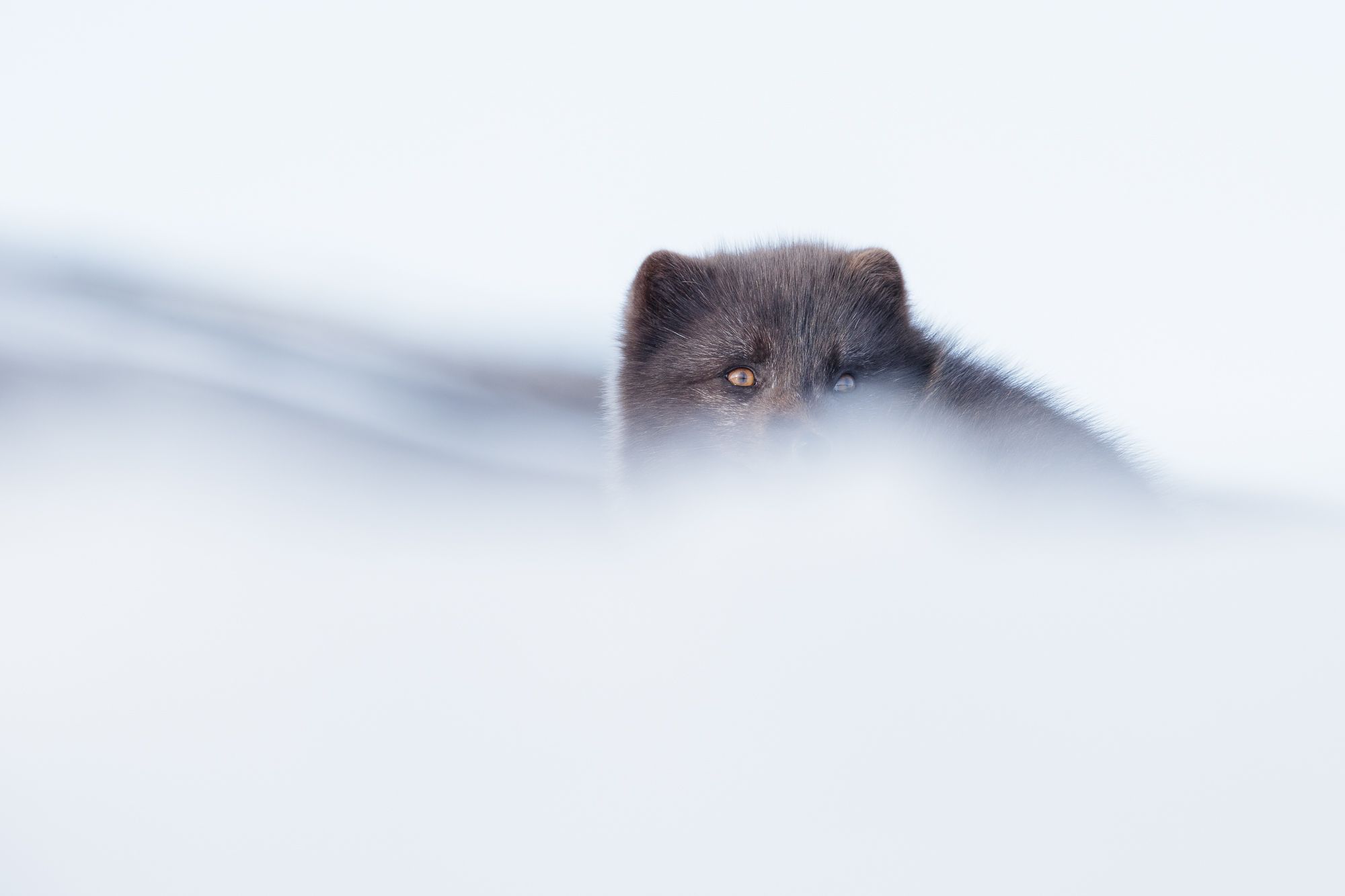 Blue Morph Arctic Fox 