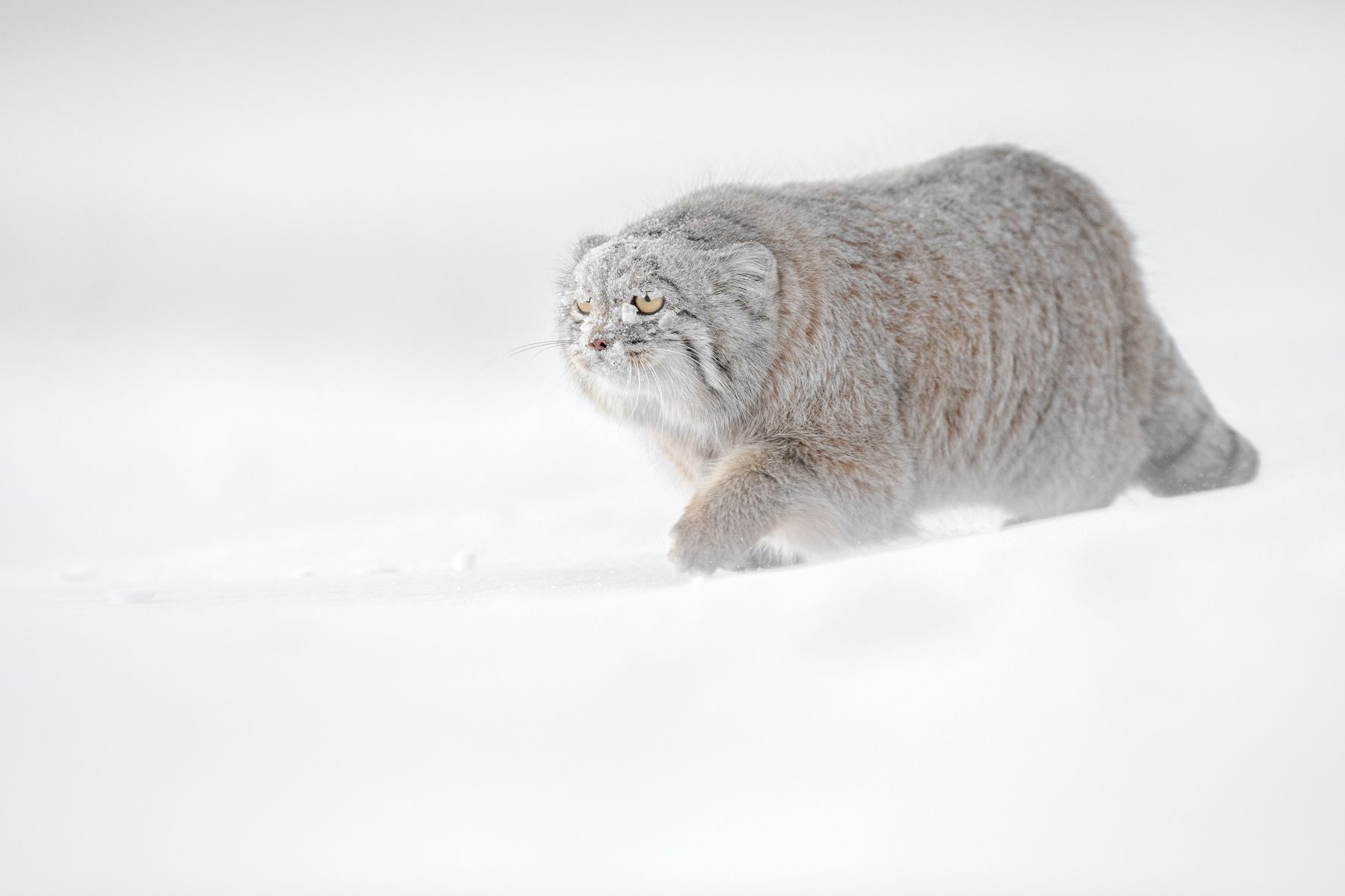 Pallas Cat in Snow in Winter in Mongolia